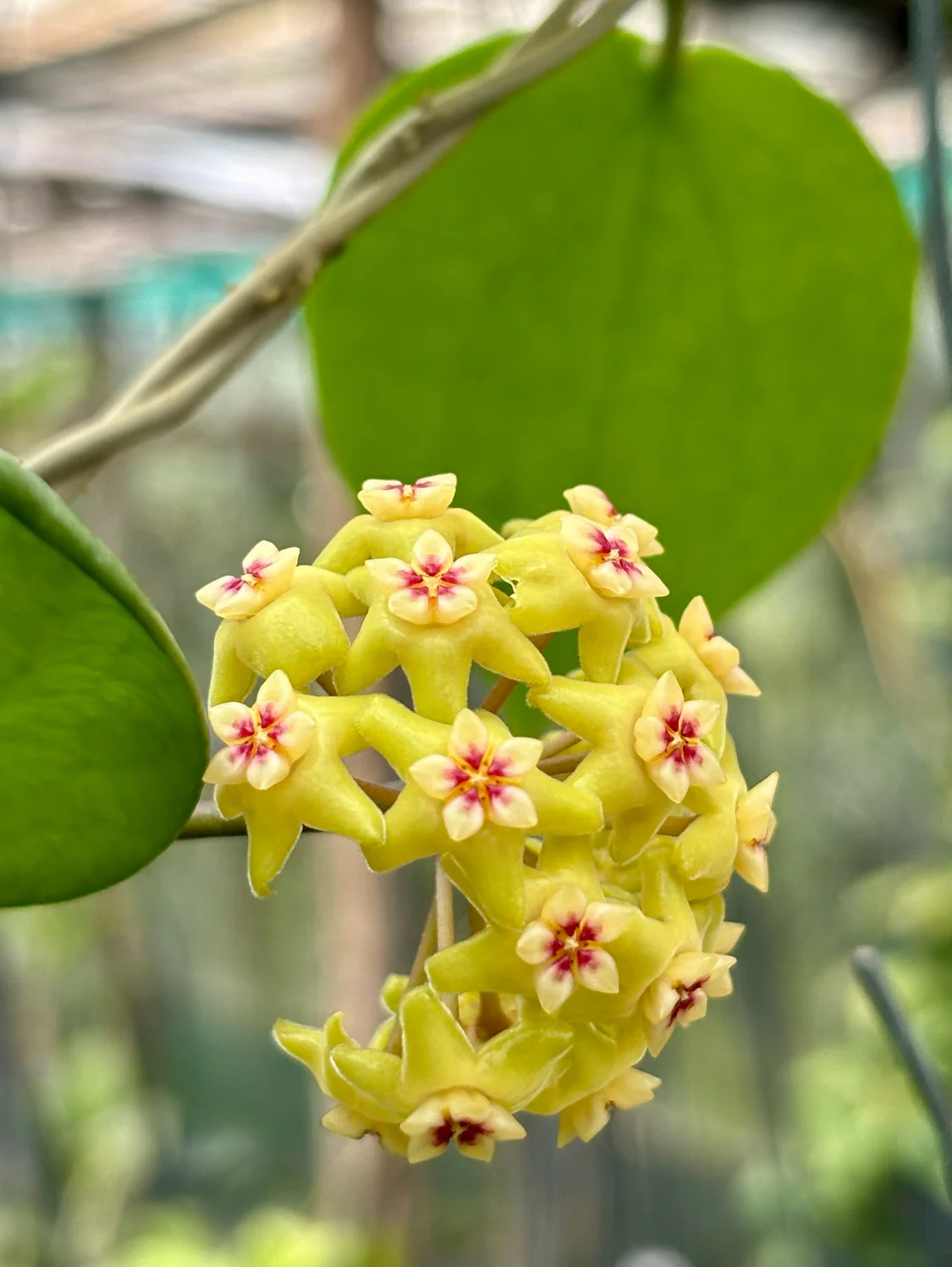 Hoya neocaledonica IML 1647 H166 - Image 8