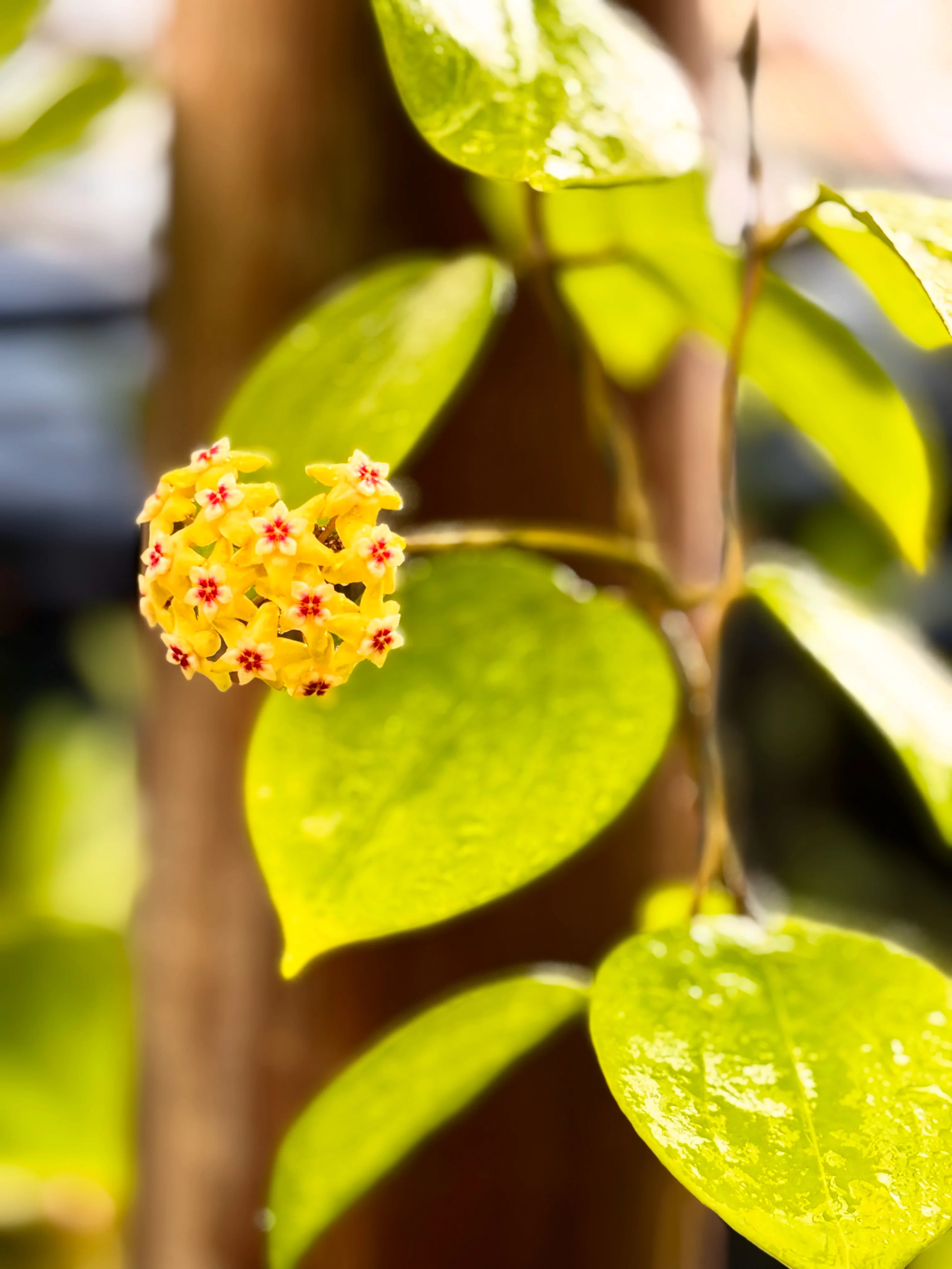 Hoya neocaledonica IML 1647 H166 - Image 9