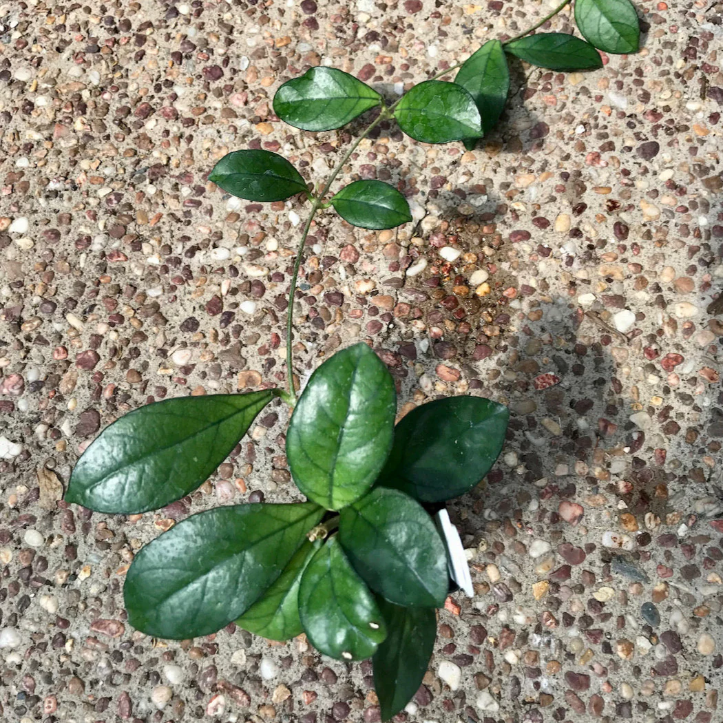Hoya hainanensis H341 - Image 2