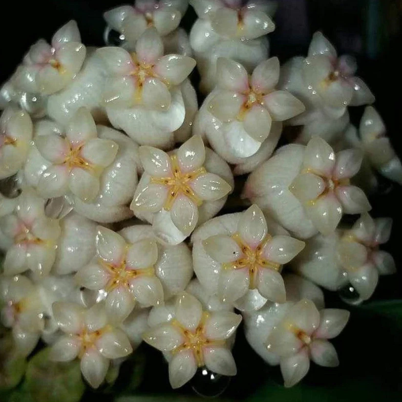 Hoya hainanensis H341 - Image 3
