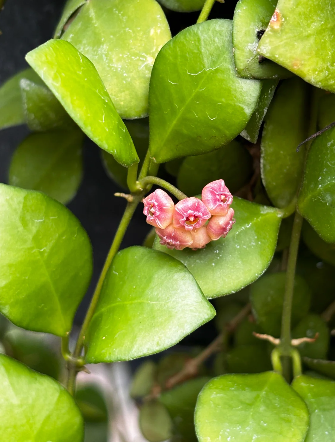 Hoya heuschkeliana H2 - Image 11