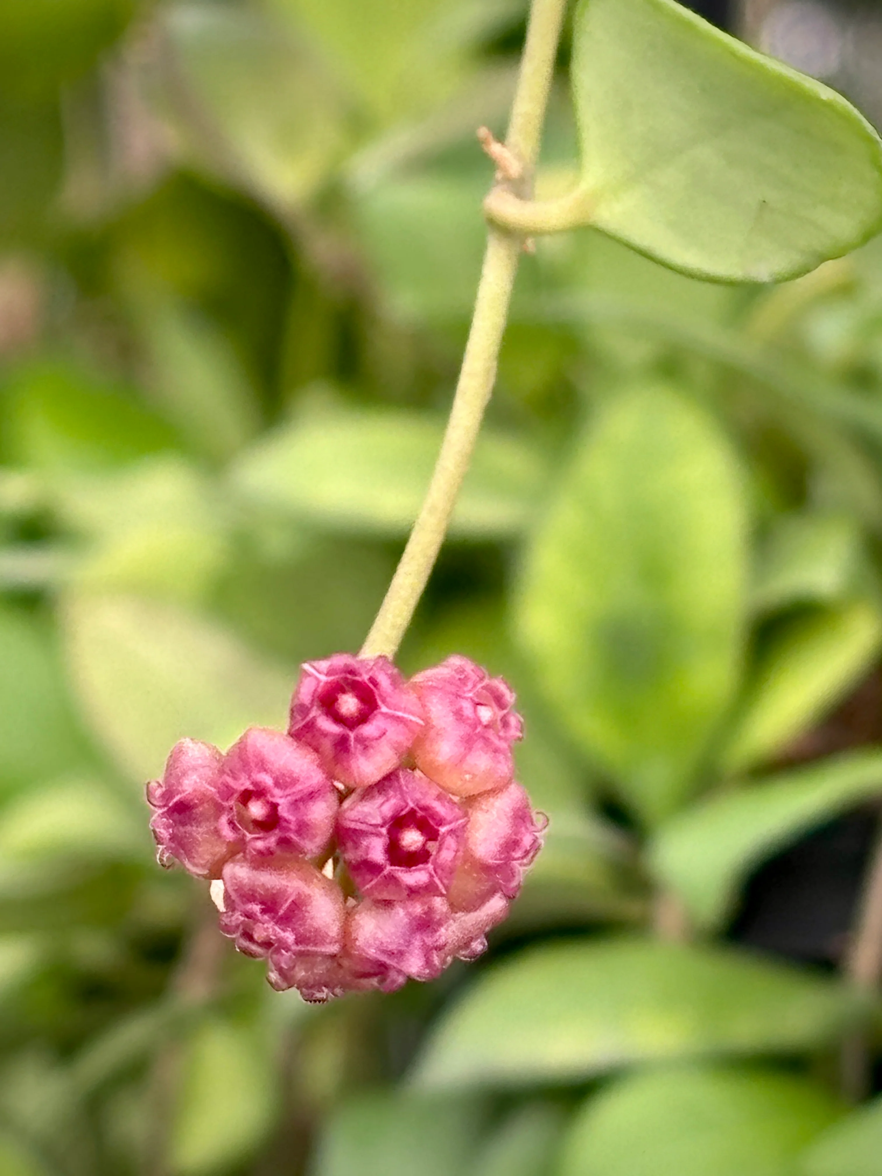 Hoya heuschkeliana H2 - Image 3