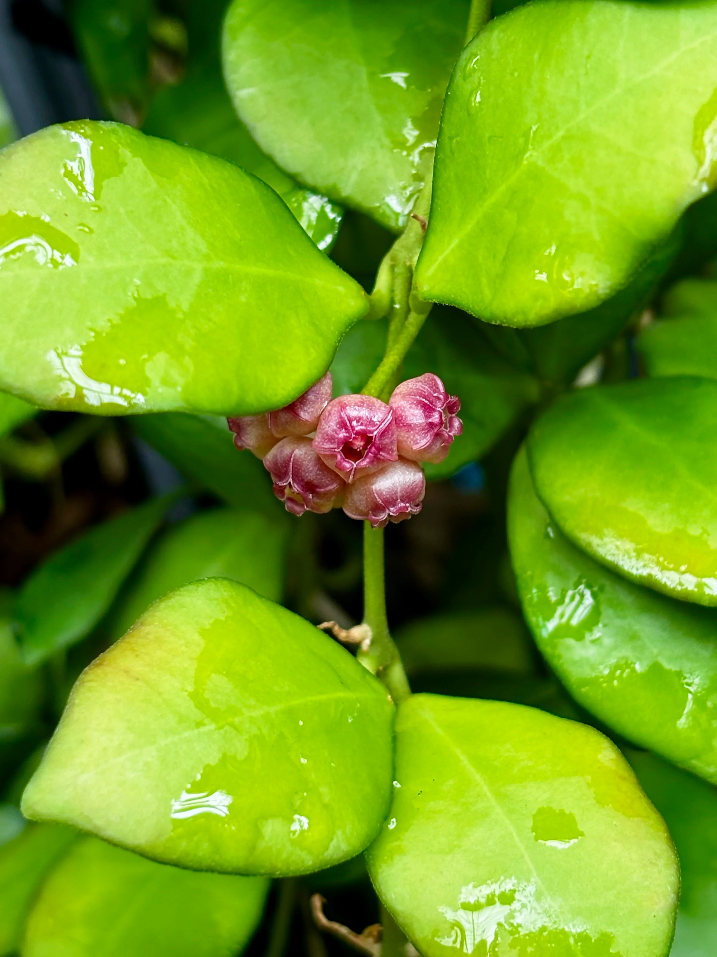 Hoya heuschkeliana H2 - Image 4