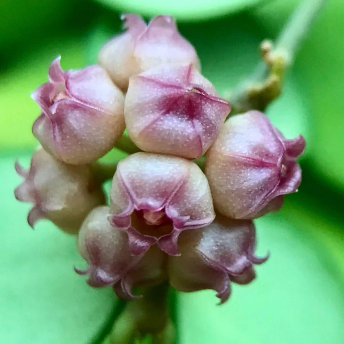 Hoya heuschkeliana H2 - Image 6