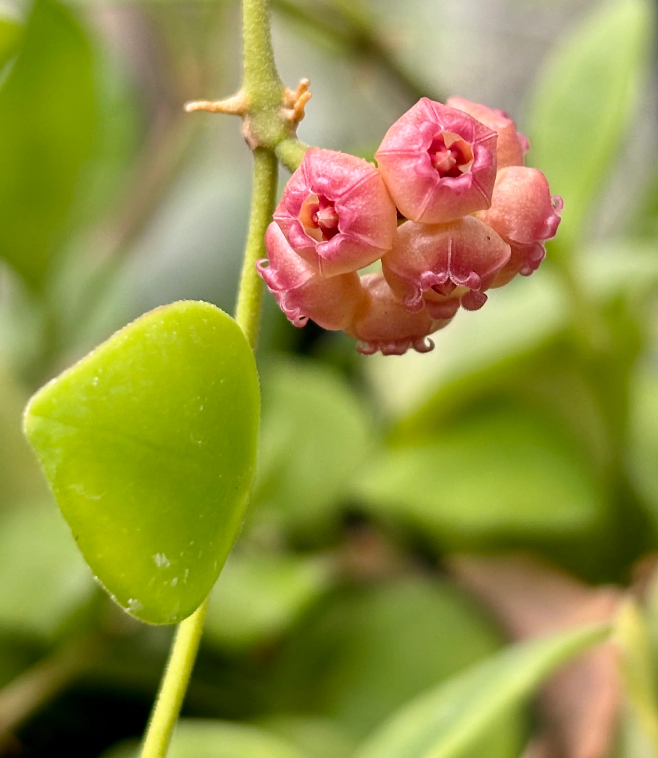 Hoya heuschkeliana H2 - Image 8
