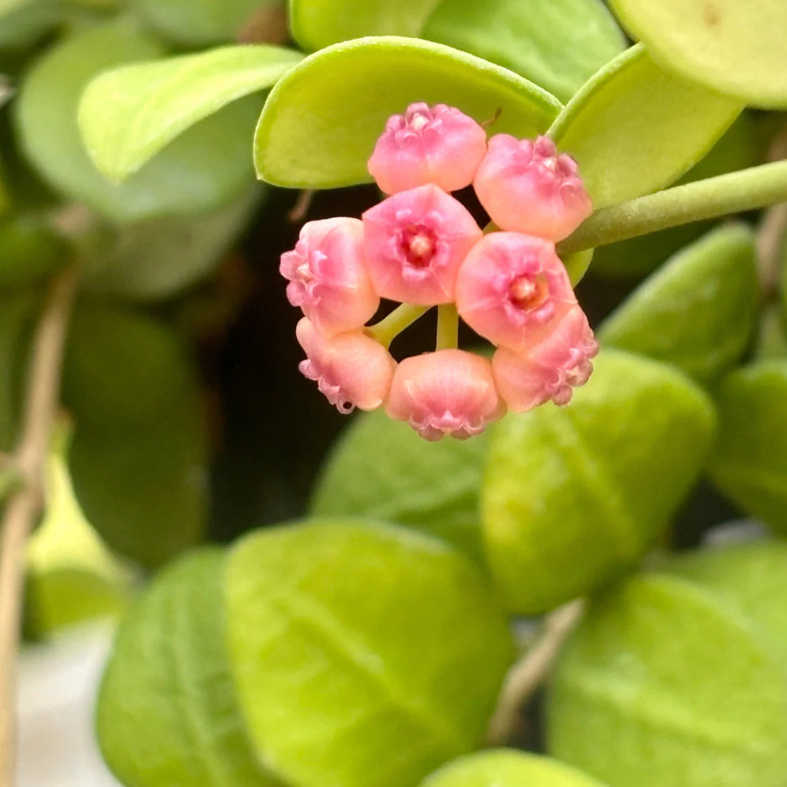 Hoya heuschkeliana H2 - Image 9
