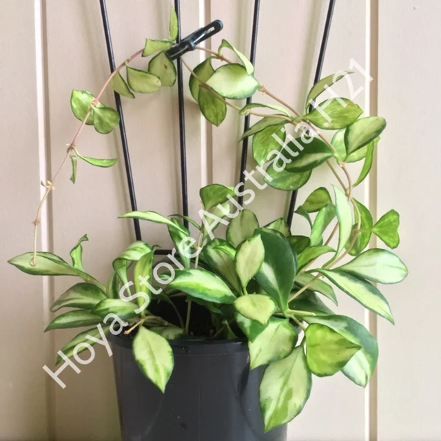Hoya heuschkeliana variegata H21 - Image 6