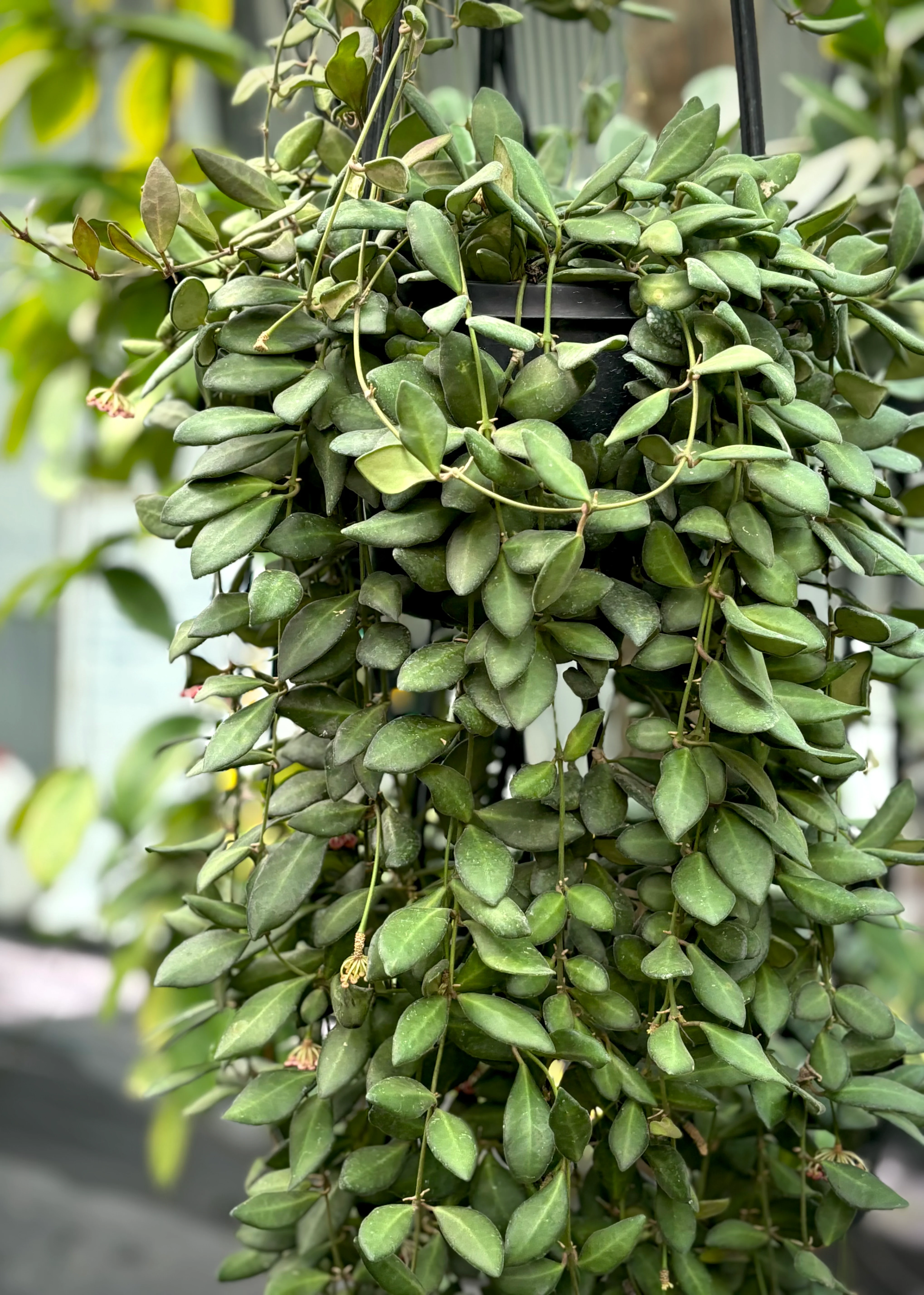 Hoya sp. aff. burtoniae H191 - Image 4