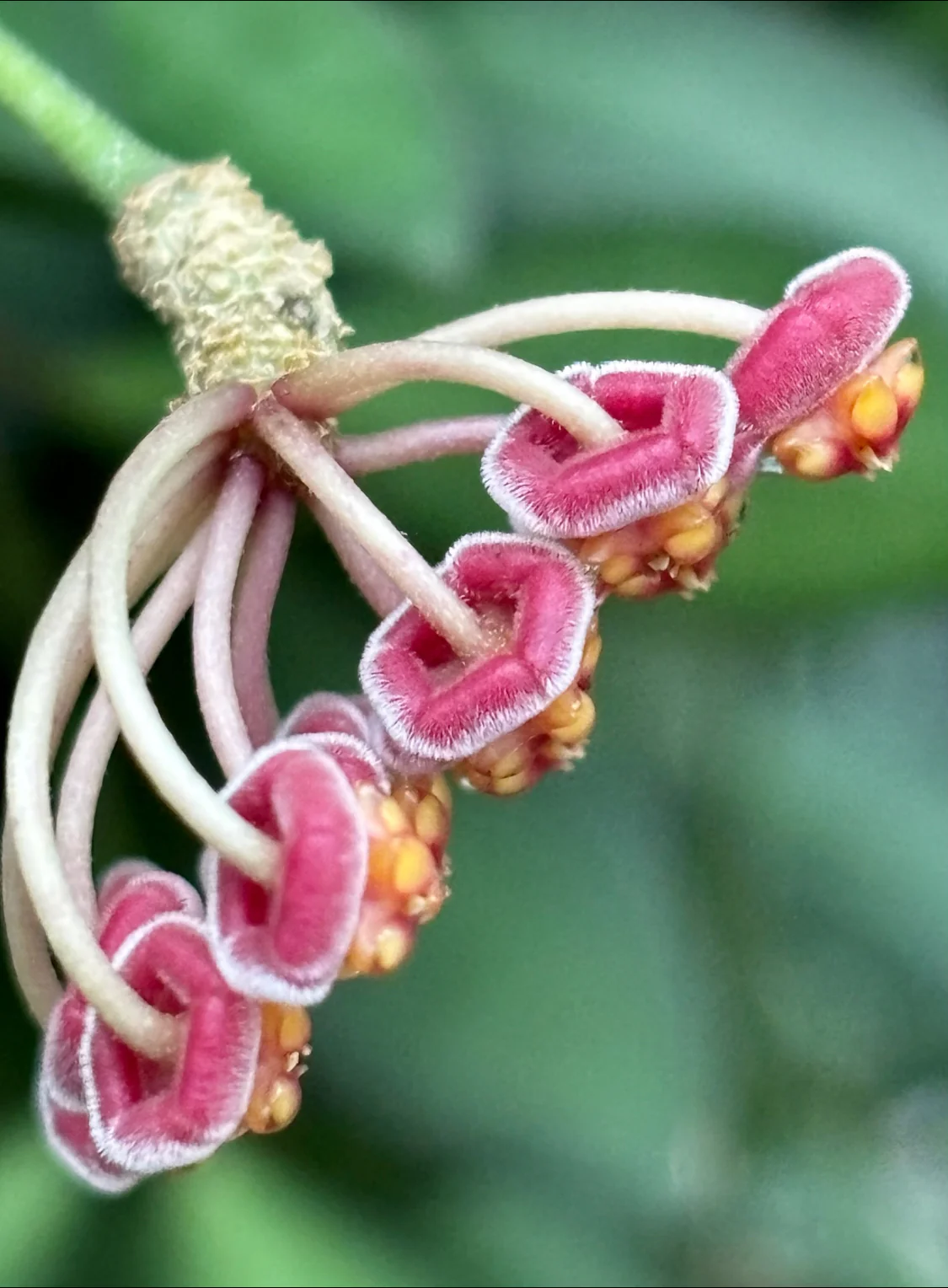 Hoya sp. aff. burtoniae H191 - Image 5