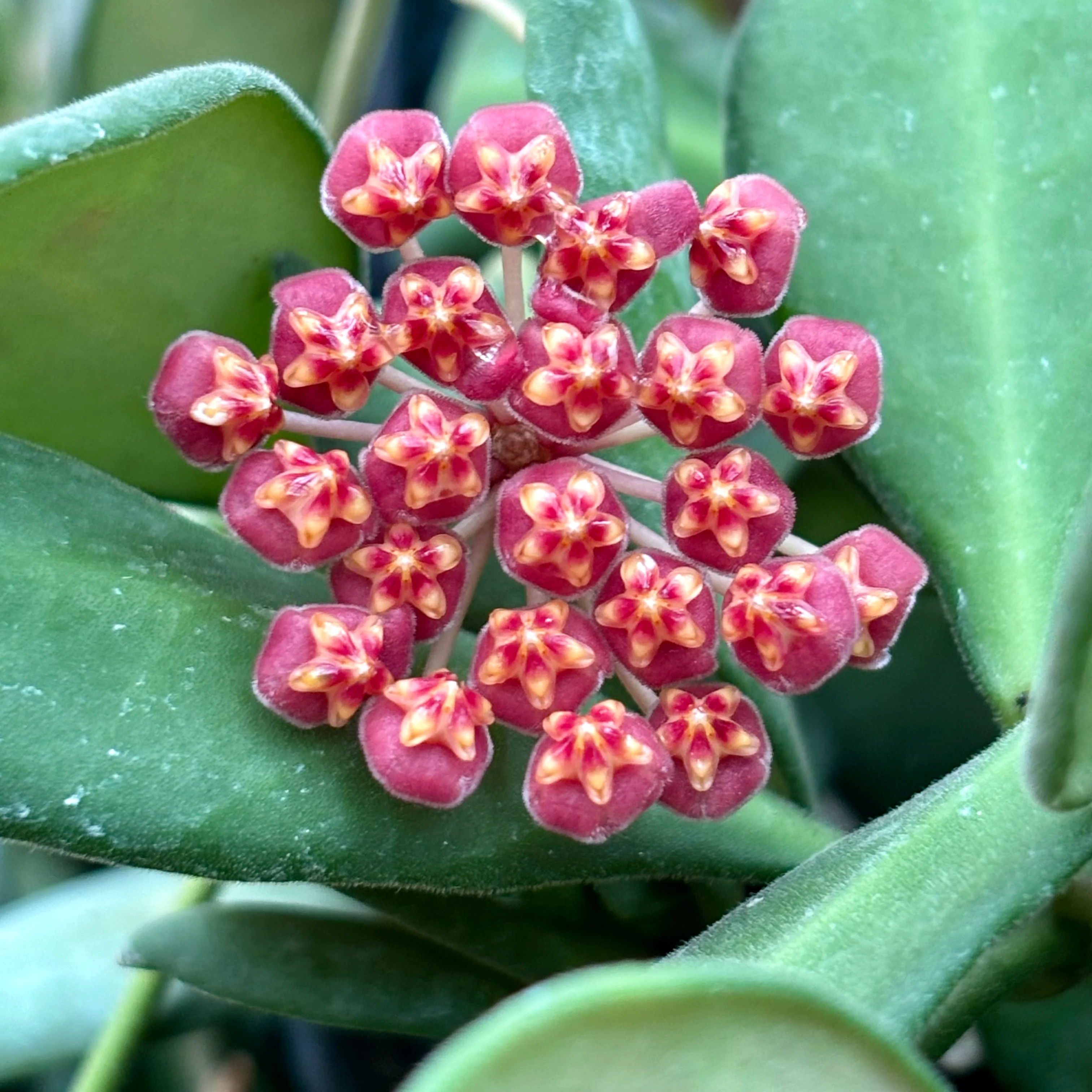 Hoya sp. aff. burtoniae H191 - Image 6