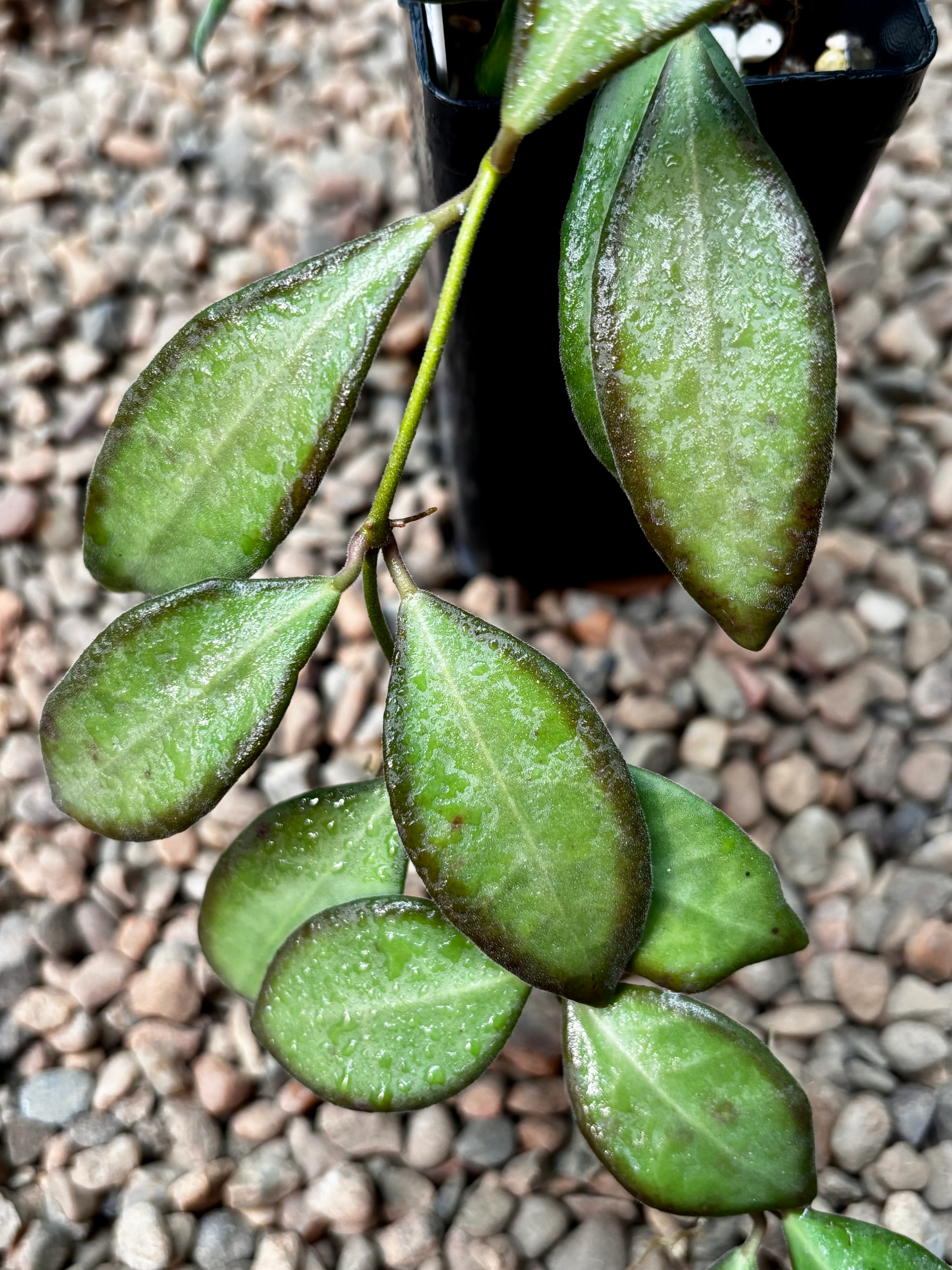 Hoya sp. aff. burtoniae H191 - Image 7