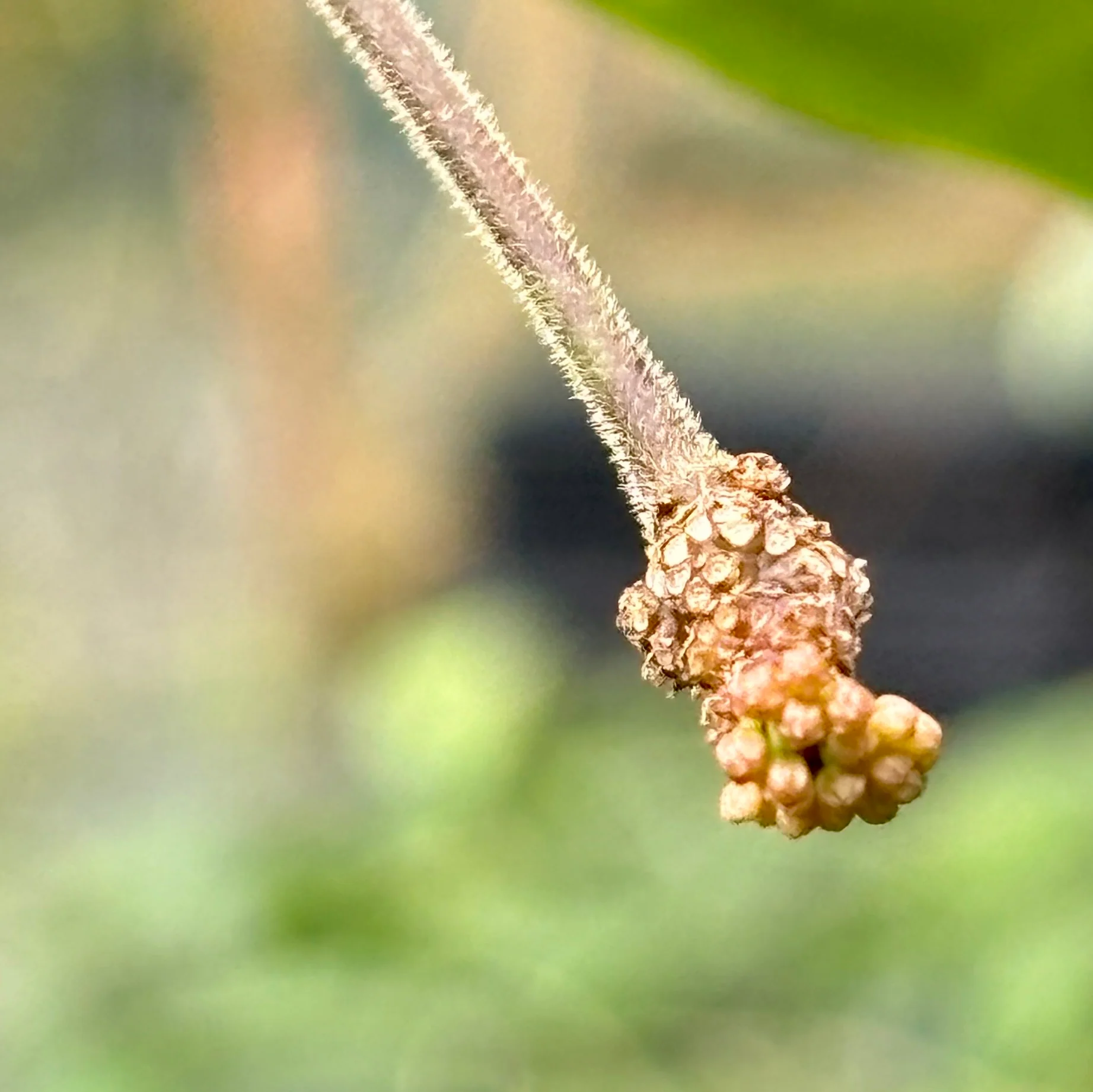 Hoya hypolasia Madang PNG IML 1155 H164 - Image 13