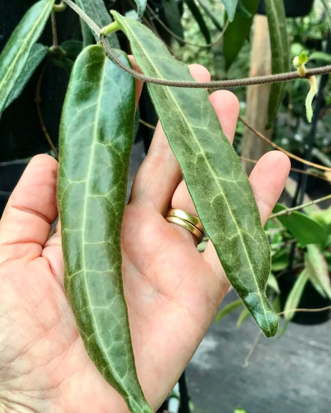 Hoya hypolasia Madang PNG IML 1155 H164 - Image 2