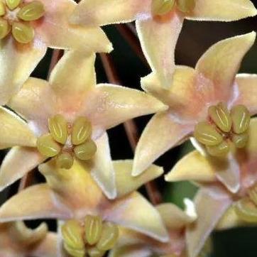 Hoya hypolasia Madang PNG IML 1155 H164 - Image 3