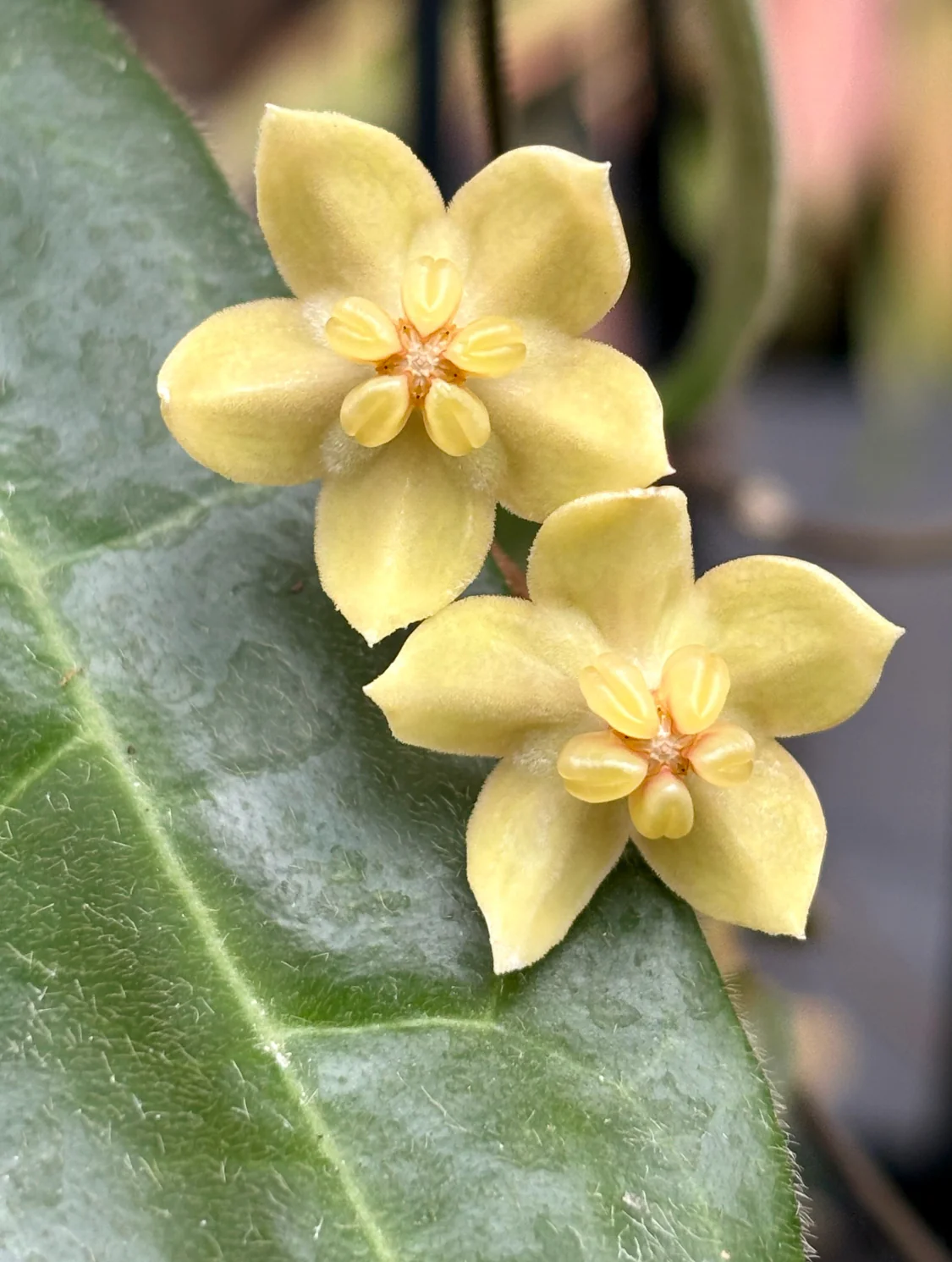 Hoya hypolasia Madang PNG IML 1155 H164 - Image 6