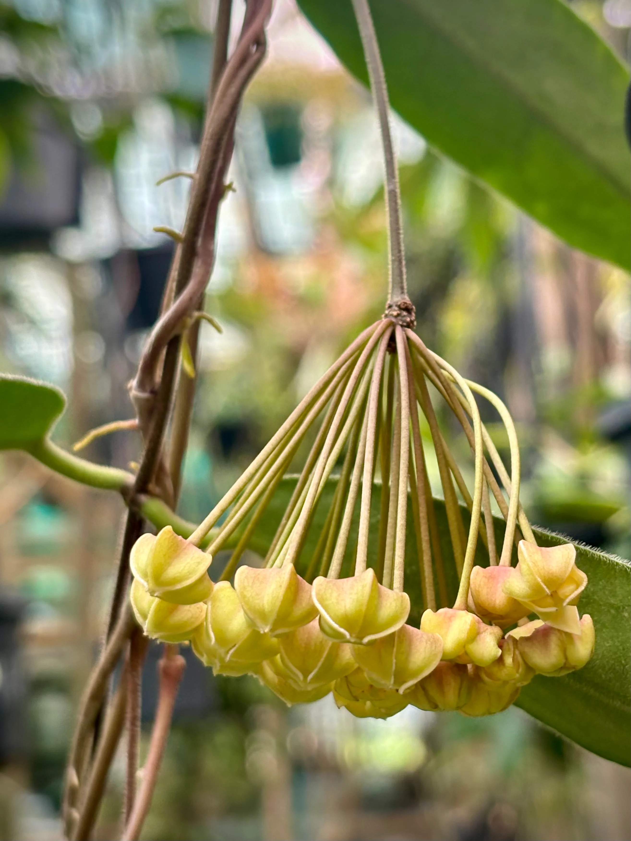 Hoya hypolasia Madang PNG IML 1155 H164 - Image 9