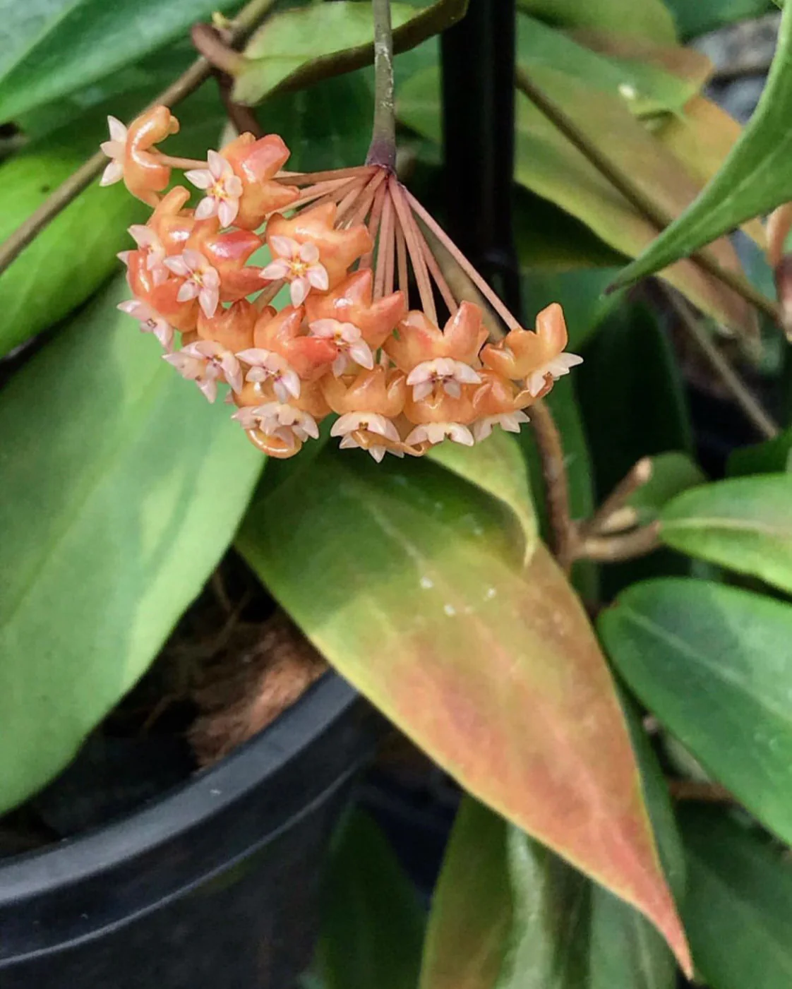 Hoya ilagiorum H183 - Image 10
