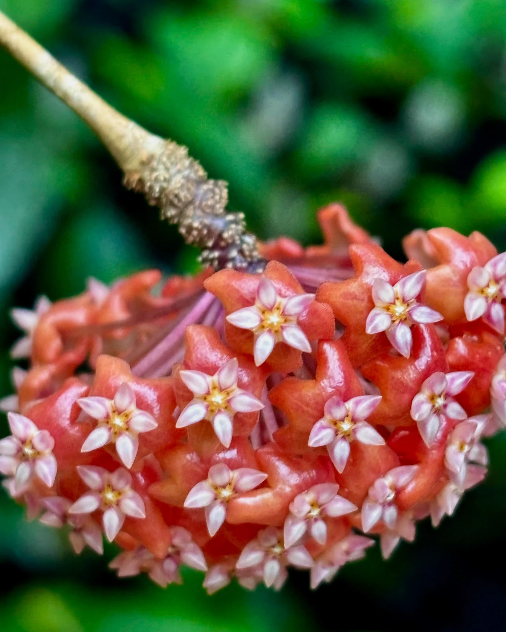 Hoya ilagiorum H183 - Image 14