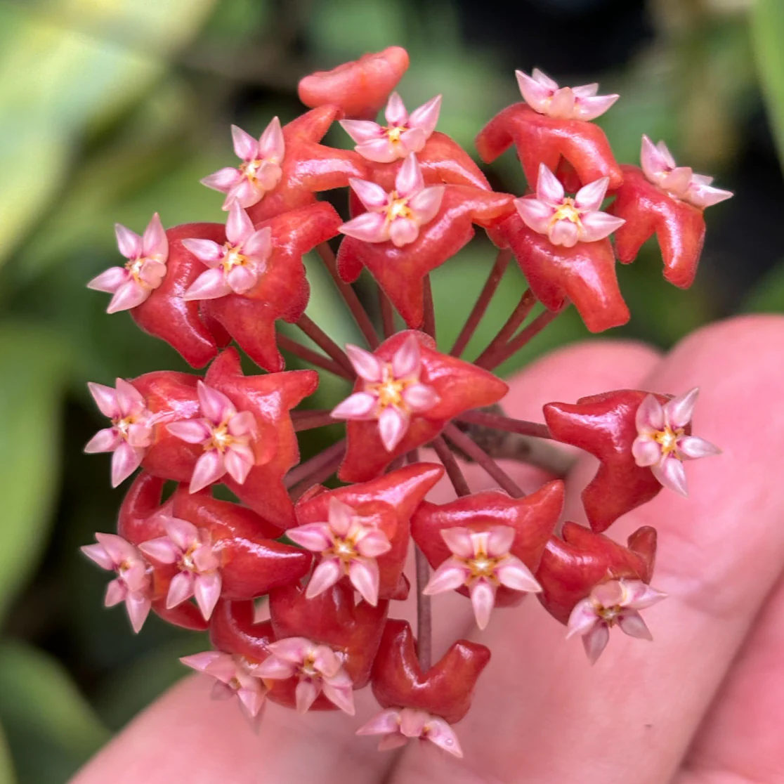 Hoya ilagiorum H183 - Image 6