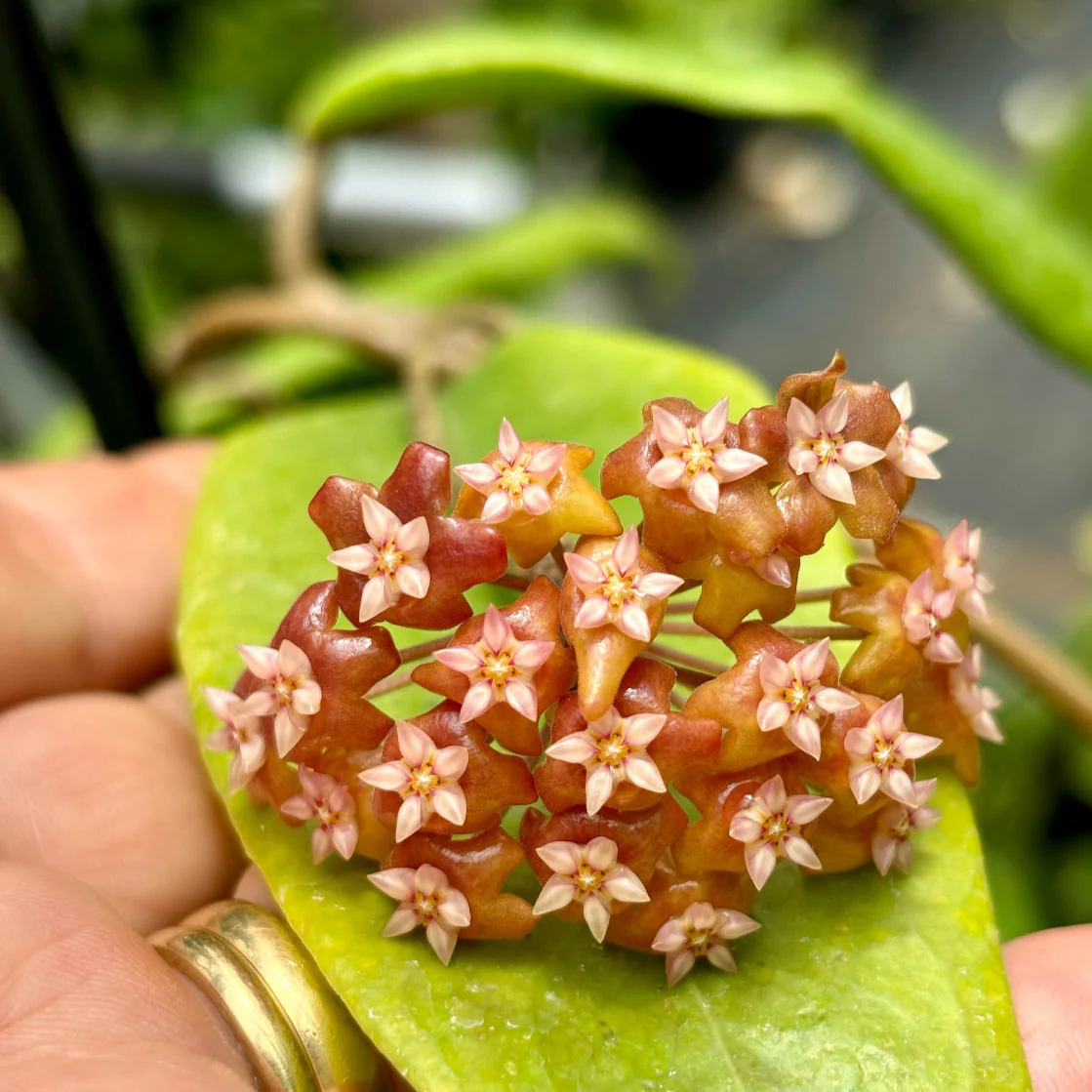 Hoya ilagiorum H183 - Image 7