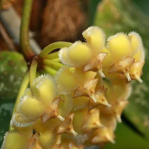 Hoya imbricata H319 - Image 2
