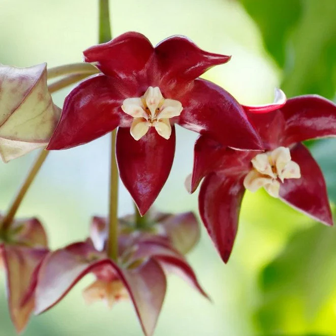 Hoya imperialis H353 - Image 2