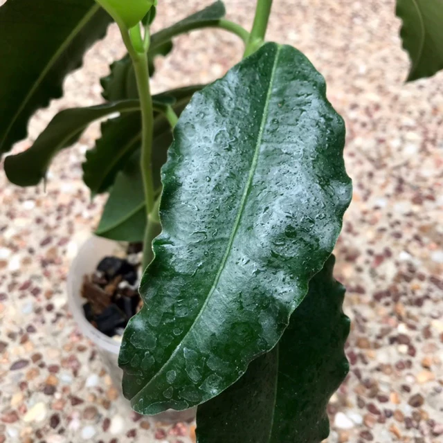 Hoya imperialis H353 - Image 3