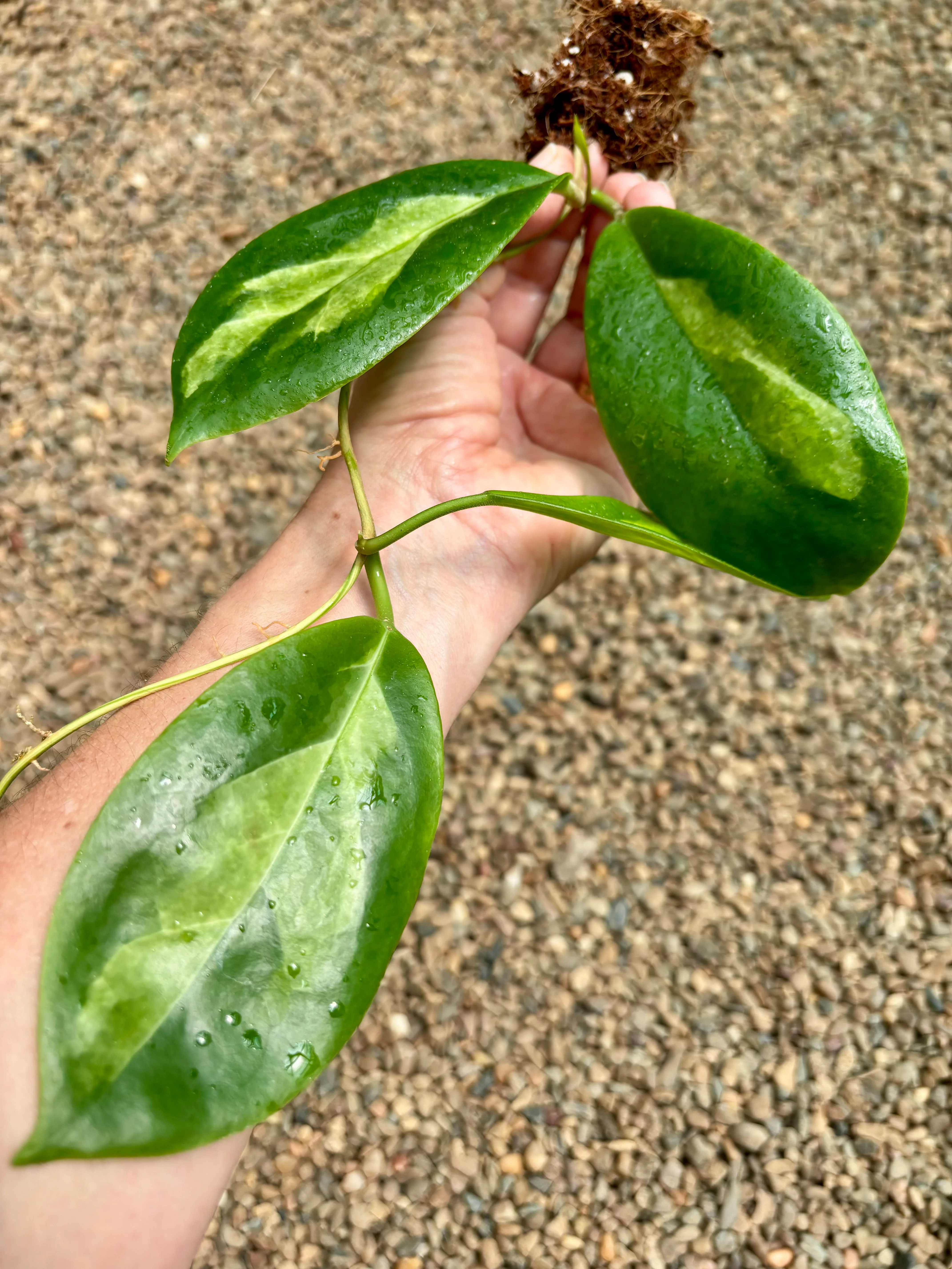 Hoya incrassata 'Moonshadow' H371 - Image 4