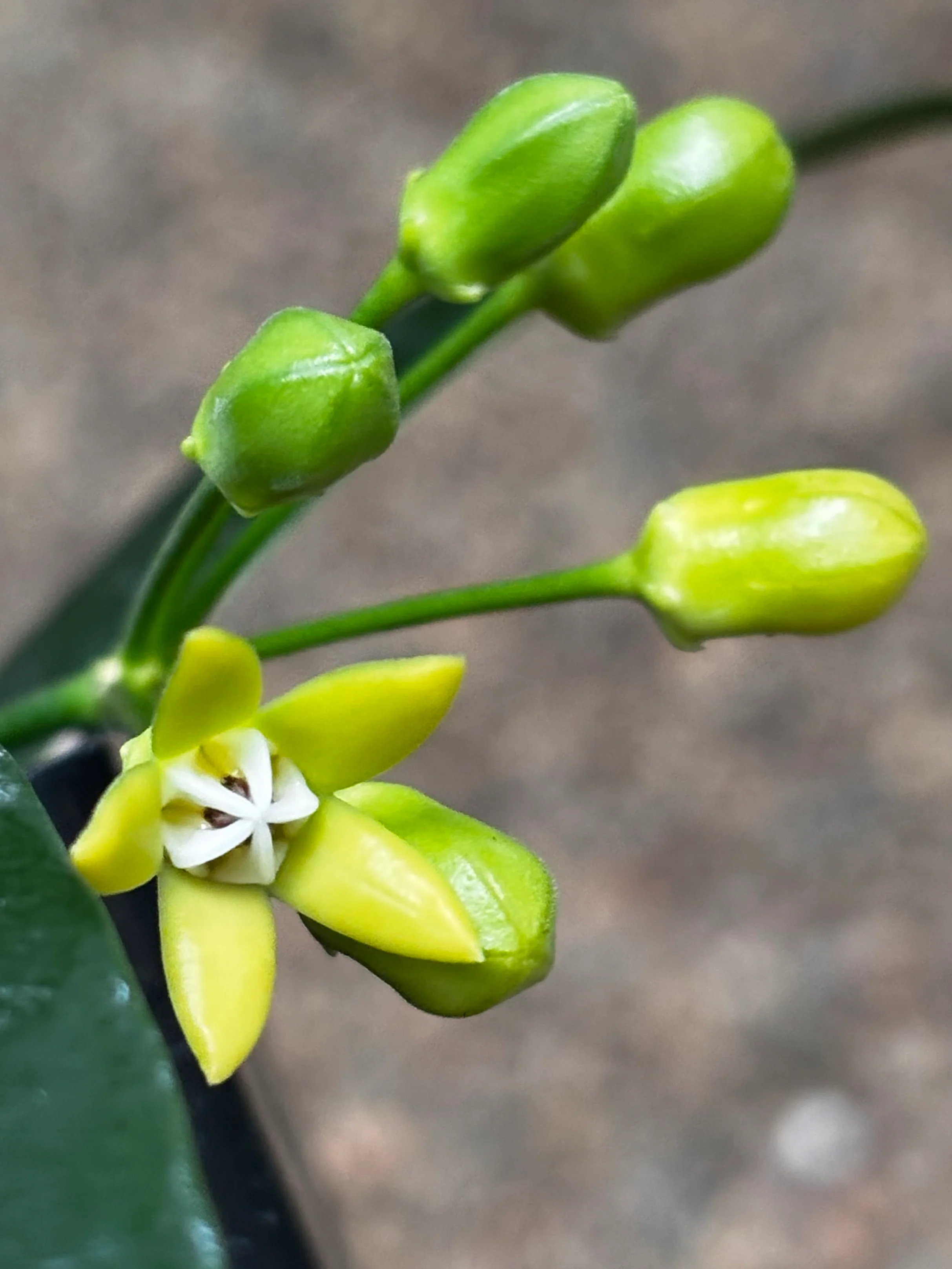 Hoya irisiae green H472 - Image 8