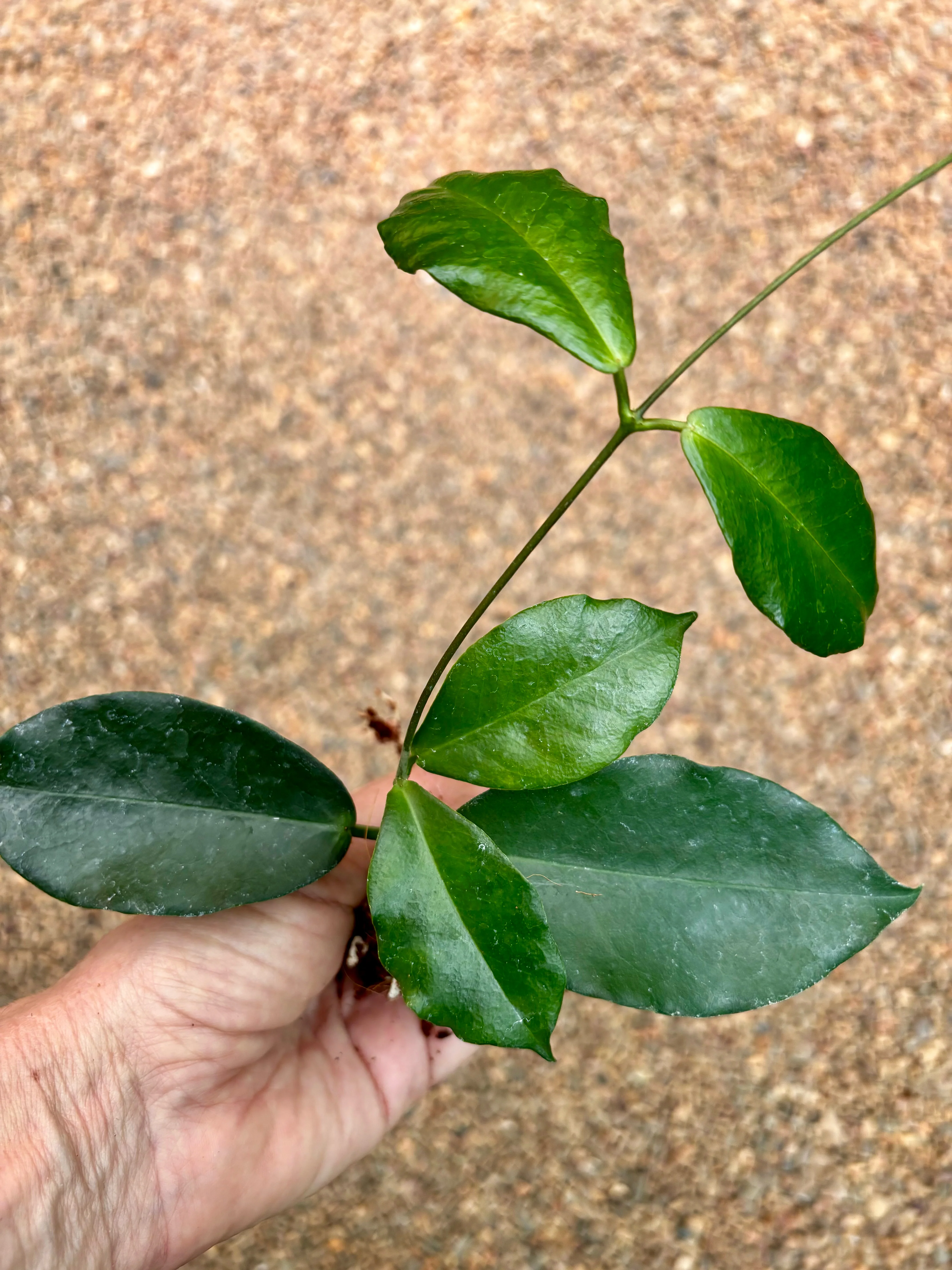 Hoya ischnopus H145 - Image 3