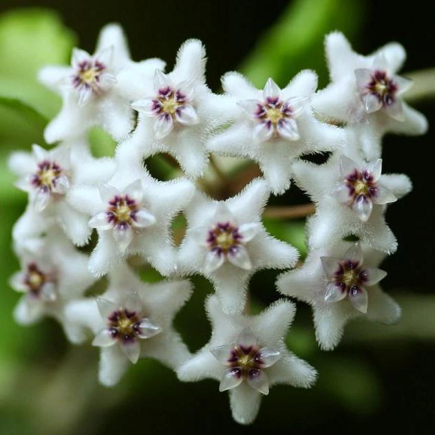 Hoya kanyakumariana IML 1580 H238 - Image 2