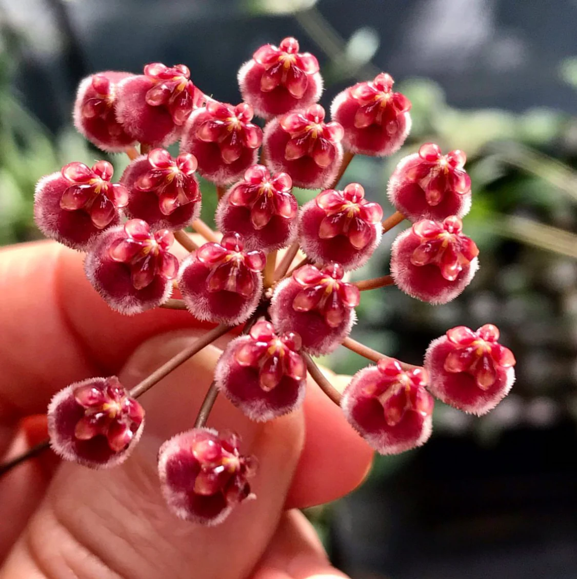 Hoya kentiana H10