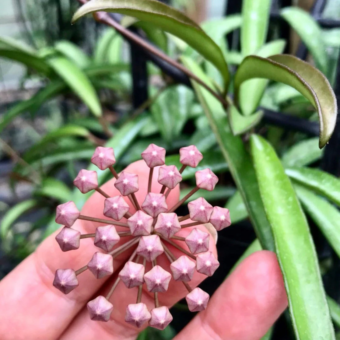 Hoya kentiana H10 - Image 4