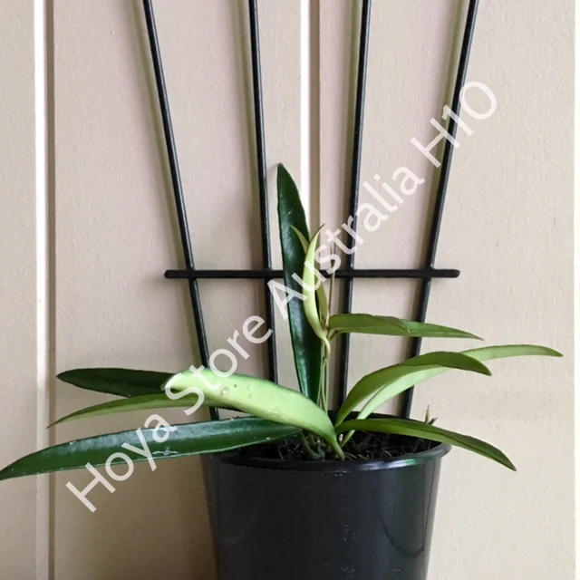 Hoya kentiana H10 - Image 9