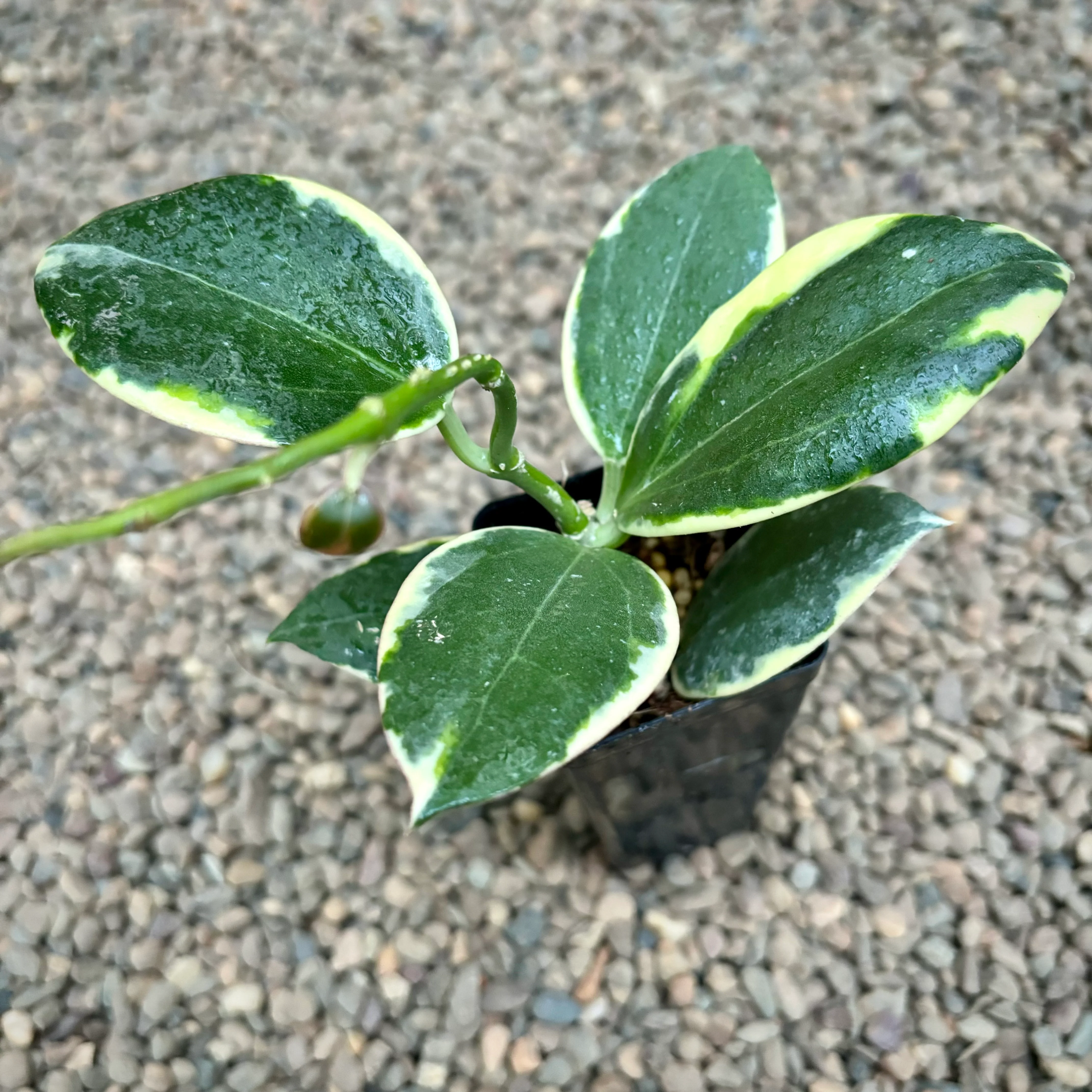 Hoya sp. Para (albomarginata) H467