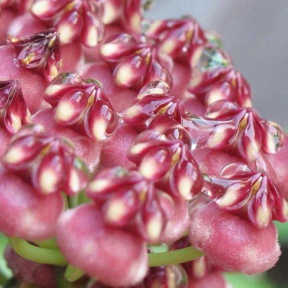 Hoya wayetii variegata H324 - Image 2