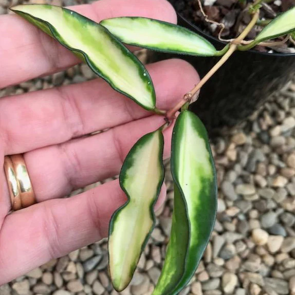 Hoya wayetii variegata H324 - Image 5