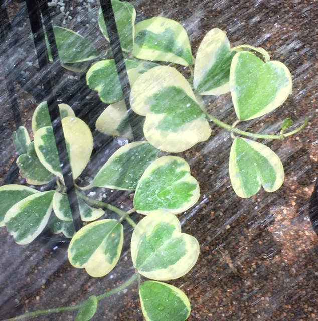 Hoya kerrii (albomarginata) H48 - Image 3