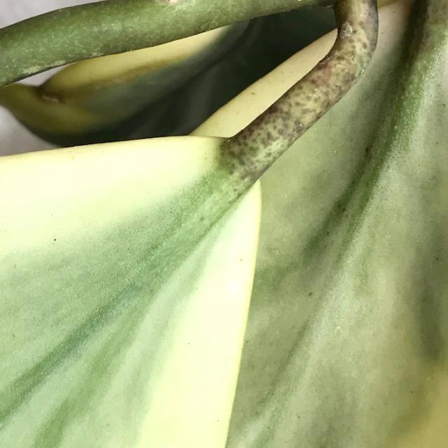 Hoya kerrii (albomarginata) H48 - Image 7