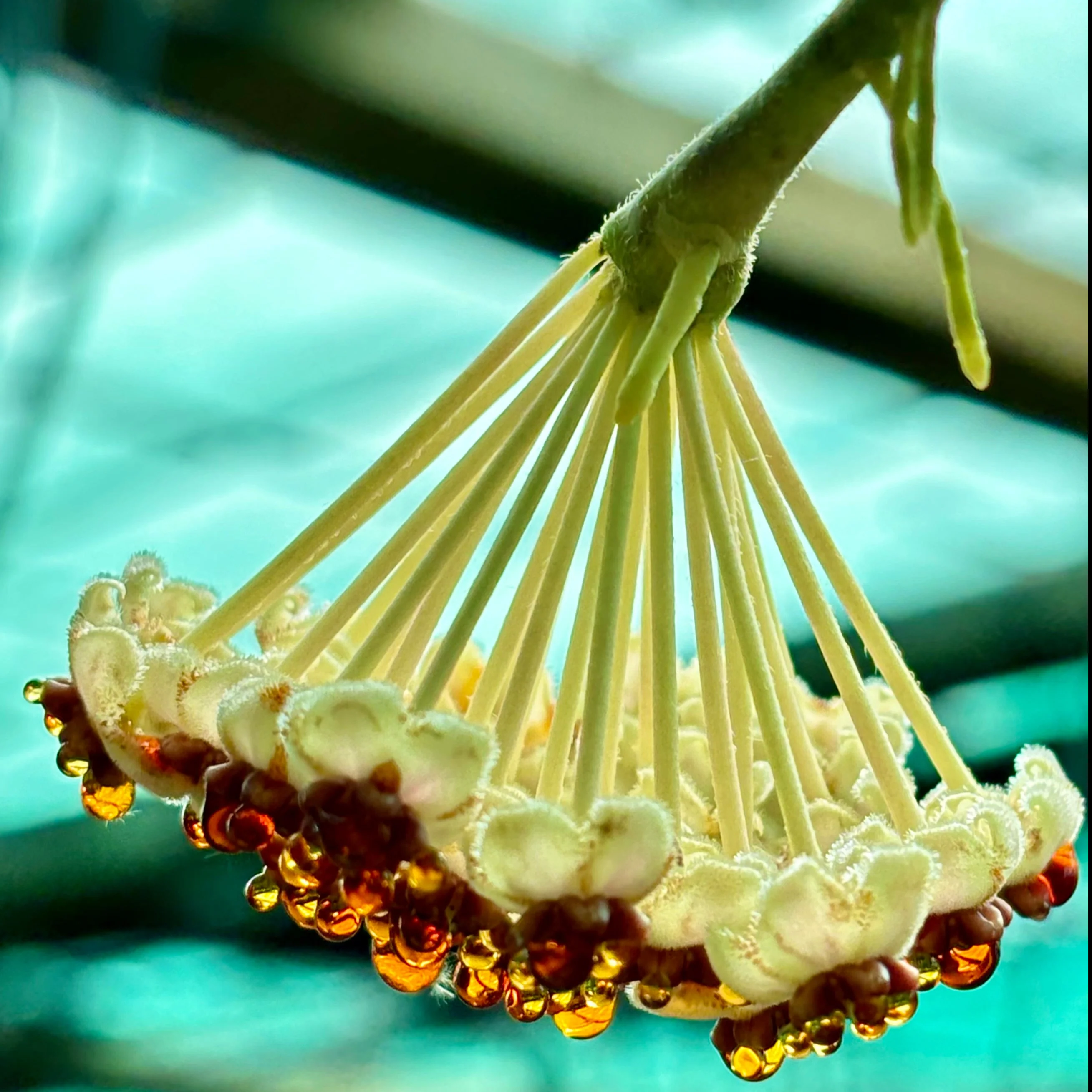 Hoya kerrii H44