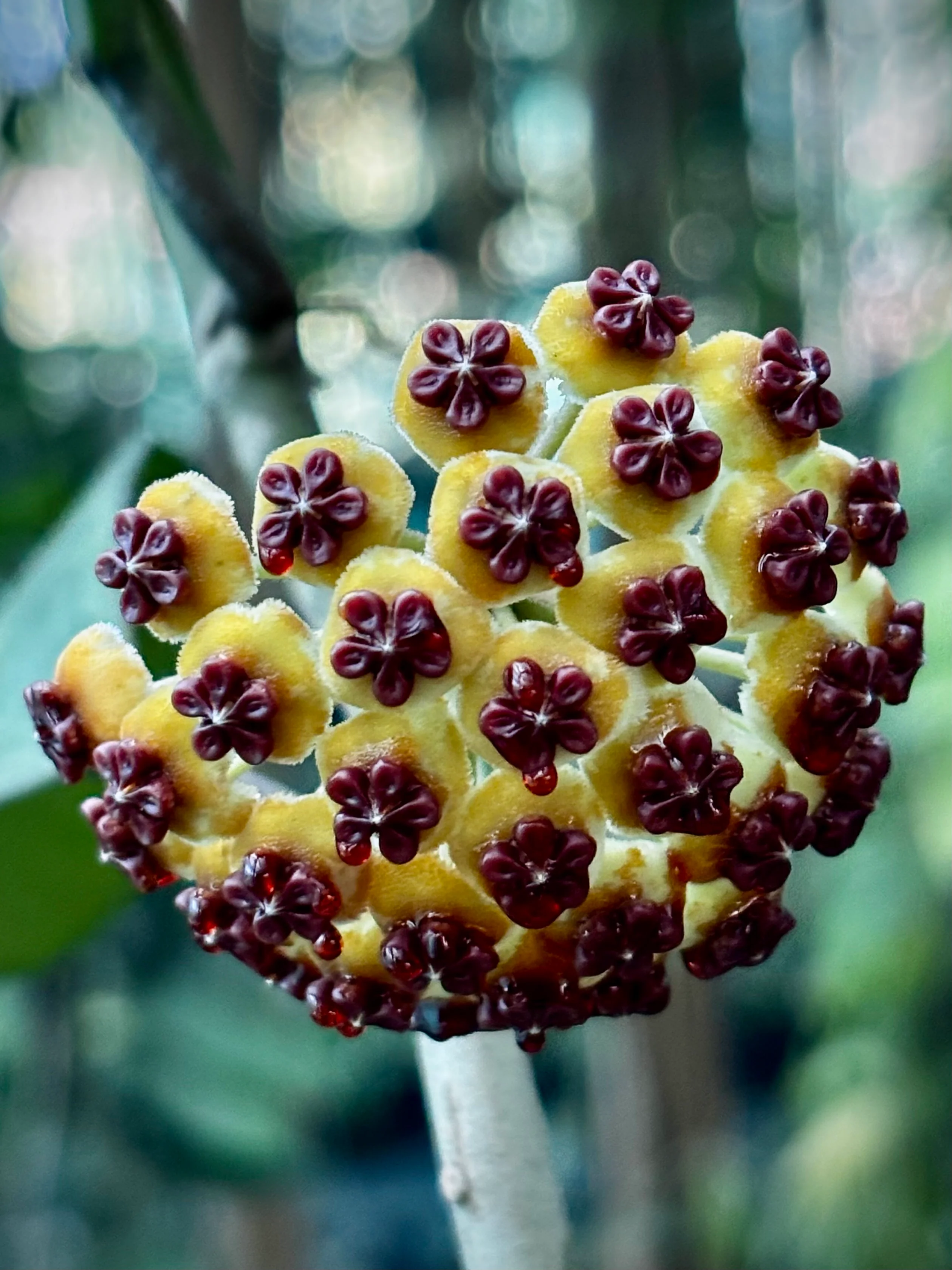 Hoya kerrii H44 - Image 10