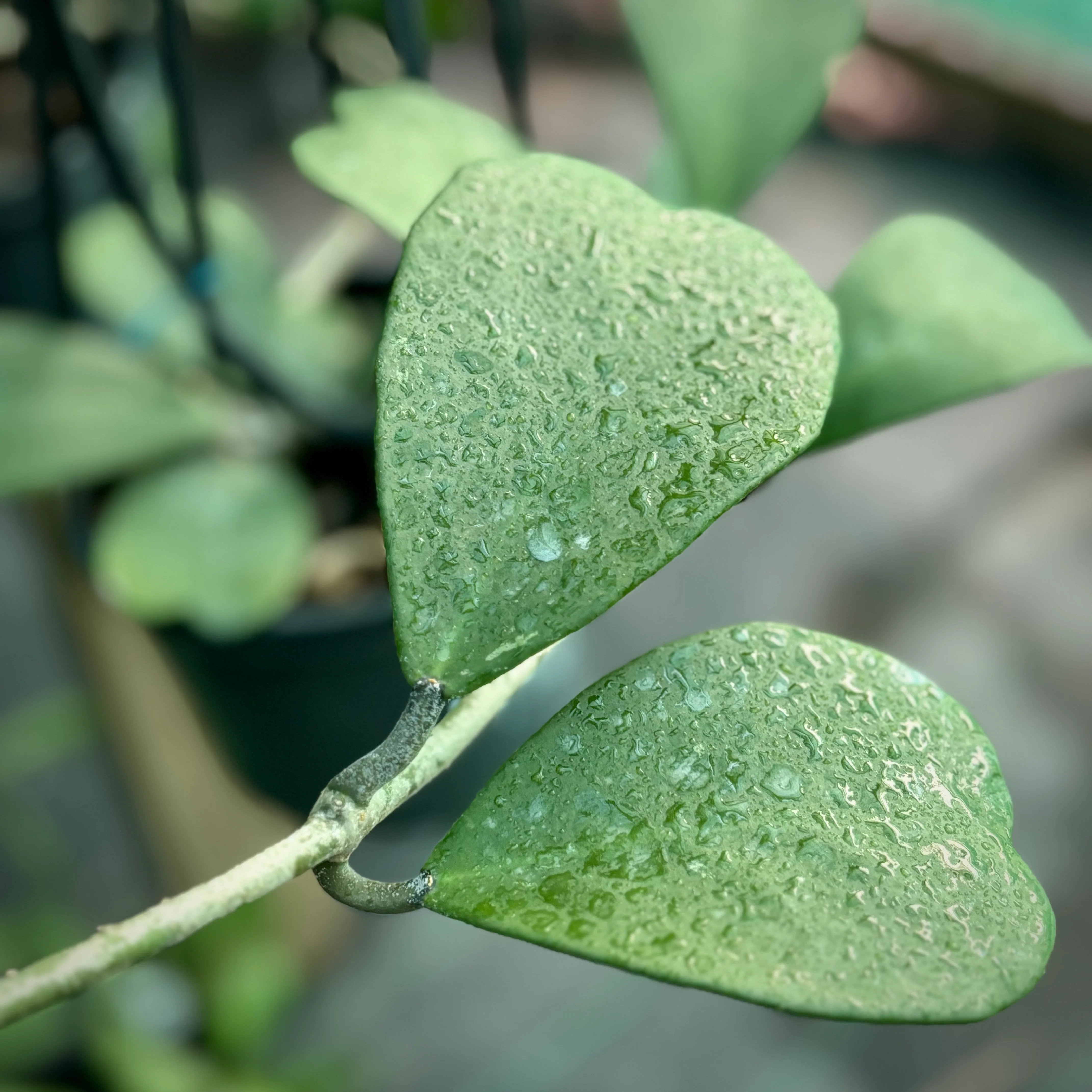 Hoya kerrii H44 - Image 2