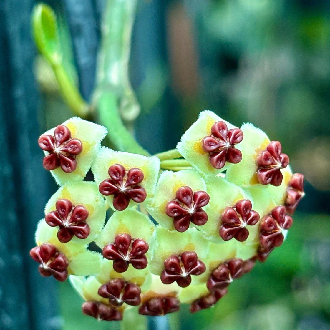 Hoya kerrii H44 - Image 3