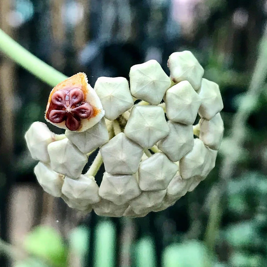 Hoya kerrii H44 - Image 4