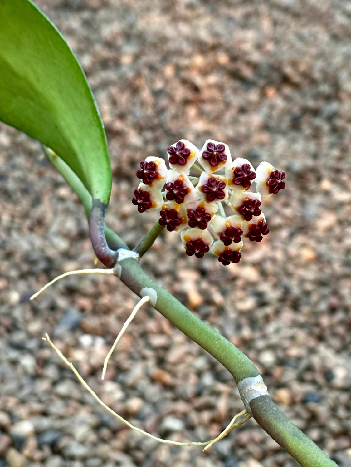 Hoya kerrii H44 - Image 6
