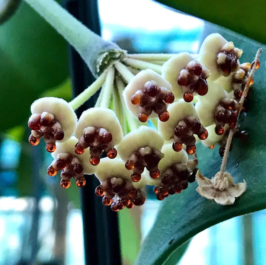 Hoya kerrii H44 - Image 8