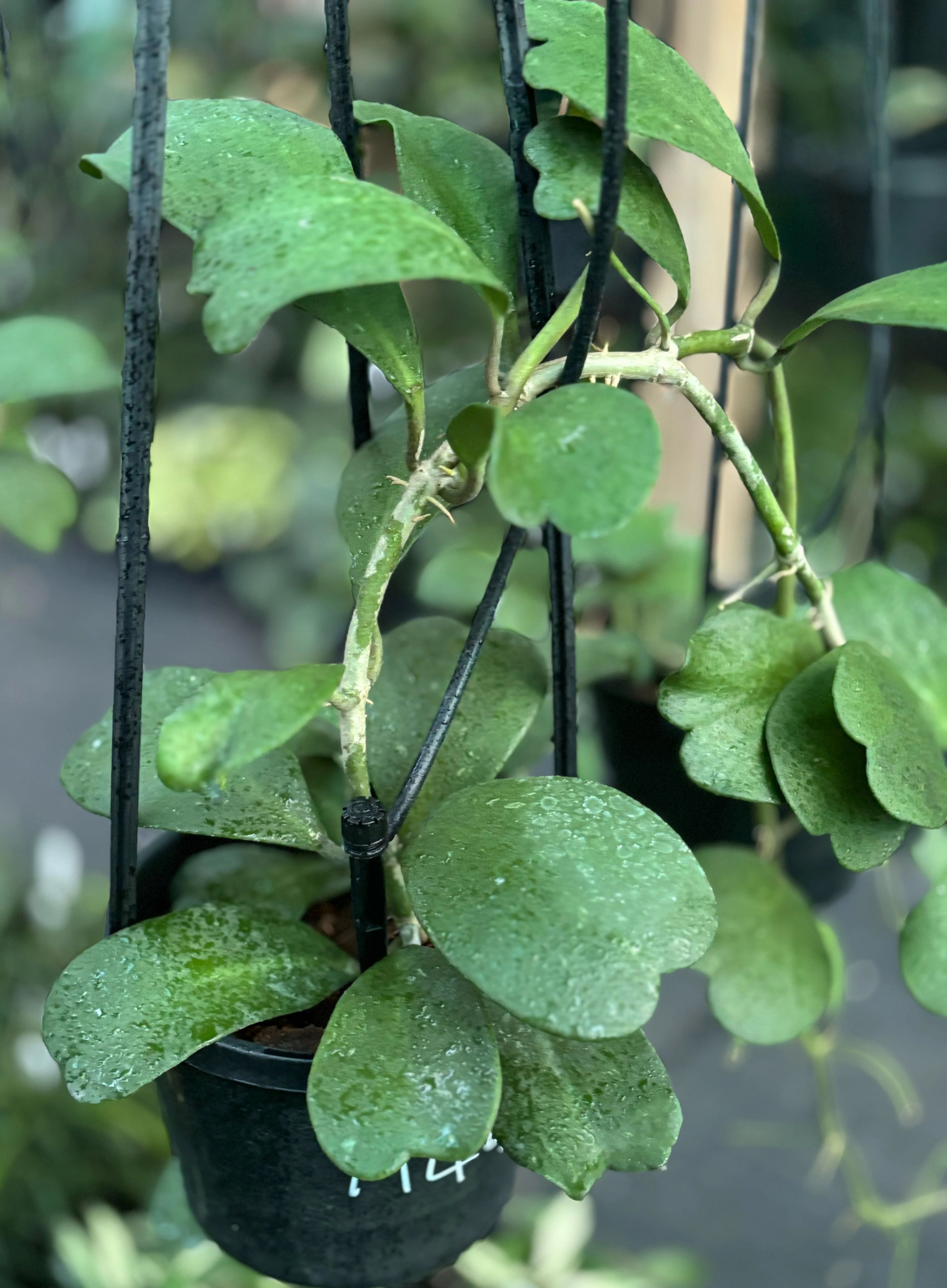 Hoya kerrii H44 - Image 9