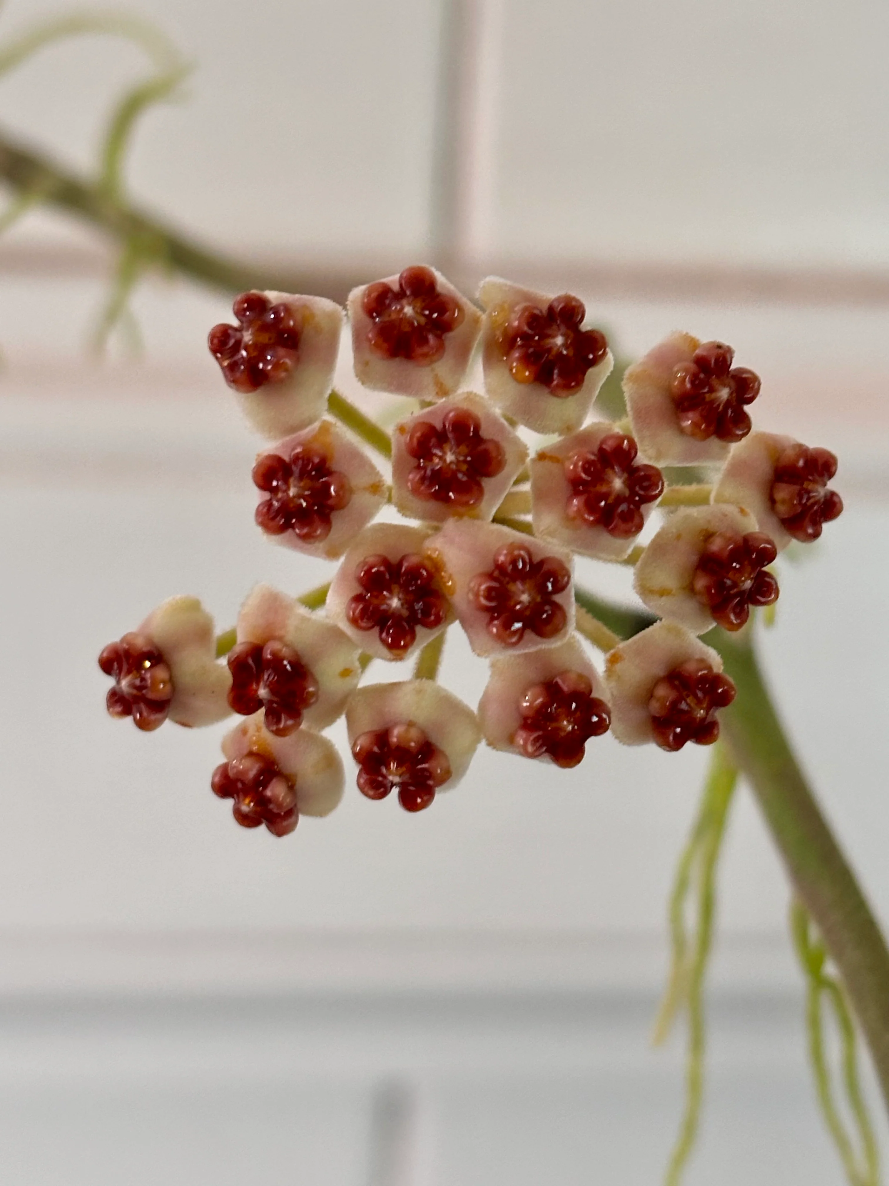 Hoya kerrii pubescent IML 0784 H105 - Image 8