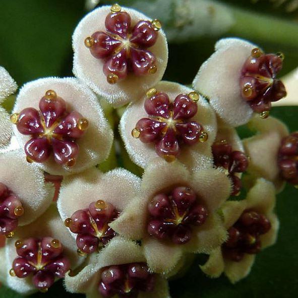 Hoya kerrii variegata 'Speckles' IML 1809 H155 - Image 9
