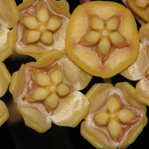 Hoya kloppenburgii IML 1758 H252 - Image 3